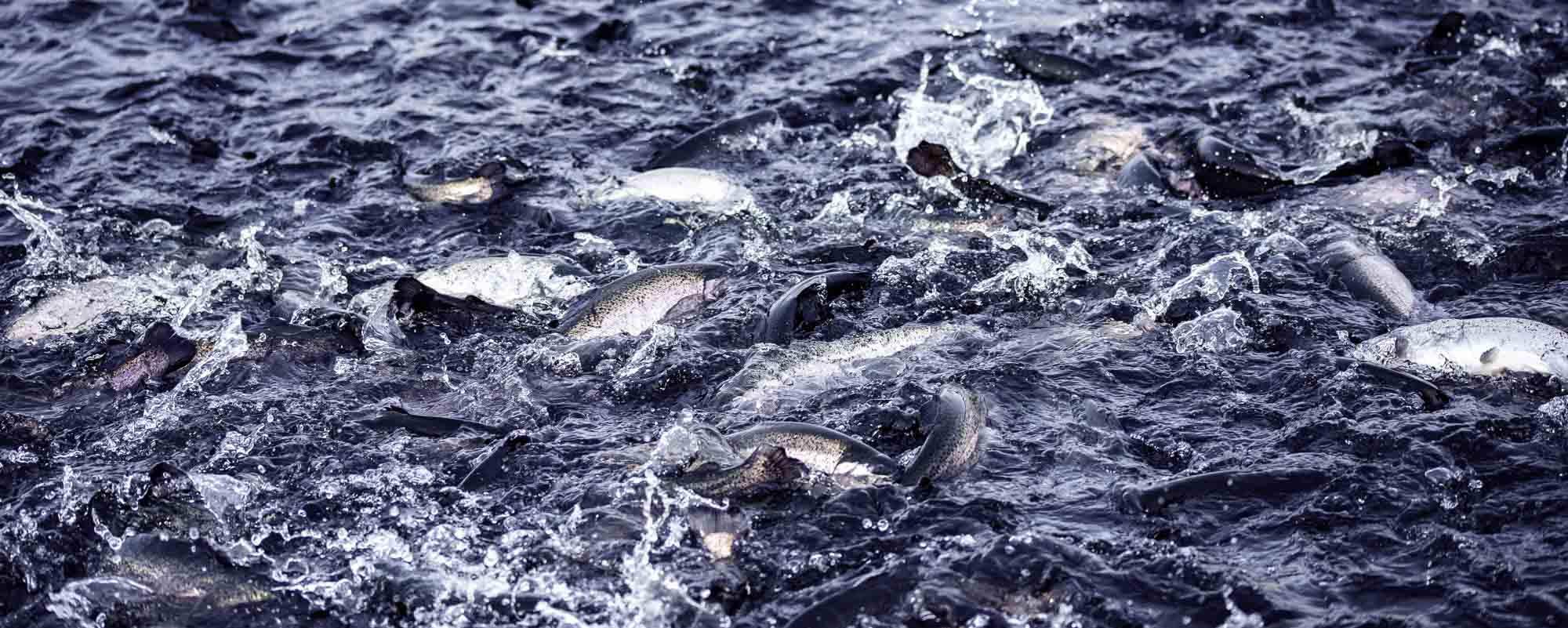 Fish processing wastewater treatment ClearFox®