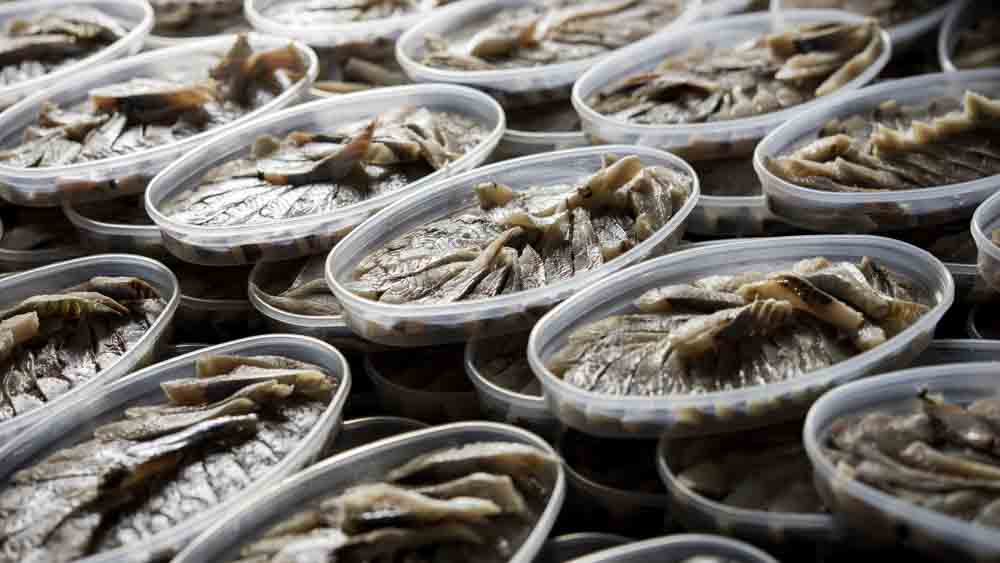 Fish industry wastewater ClearFox®