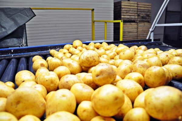 ClearFox solutions for potato industry by Mexxicana by Pixabay
