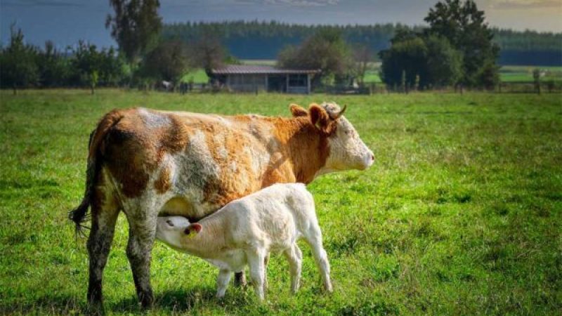 clearfox-cow-breeding-wastewater-treatment